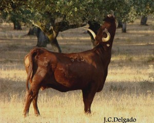 Ramoneo / Juan Carlos Delgado Expósito