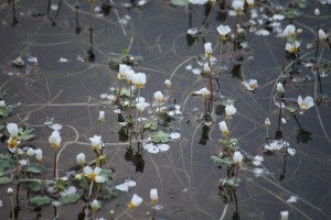 Ranúnculos florecidos sobre la charca de una dehesa/ Aceytuno