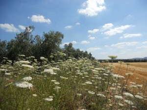 Acirate colonizado por zanahorias silvestres / Aceytuno