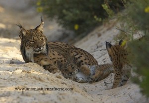 Familia de Lince Ibérico en las arenas de Doñana/ Antonio Atienza Fuerte 