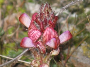 Flores de los caminos / Pilar