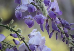 Flor de glicinia (Wisteria sinensis) / Aceytuno