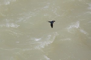 Golondrina sobrevolando el agua del río/ Aceytuno