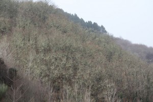 Bosque verde sin hojas / Aceytuno