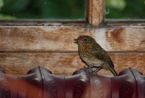 Desde que son pollos, entran los petirrojos por las ventanas , tal es su cercanía a nosotros desde el principio / Aceytuno