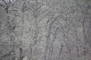 Bosque de robles (Quercus spsp.) en invierno/ Aceytuno