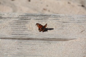 Inachis io en la playa con las alas rotas y descoloridas. Abril, 2015.