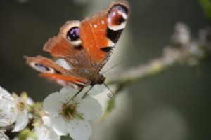 Inachis io. Espirotrompa. Abril, 2015.