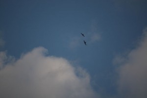 IMG_6882