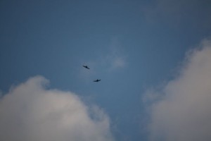IMG_6884