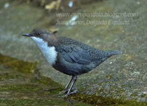 Mirlo acuático (Cinclus cinclus) / Juan Carlos Delgado Expósito