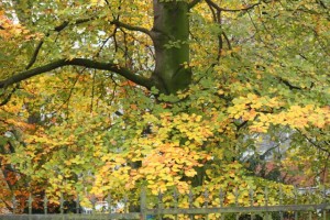 Haya en otoño / Aceytuno