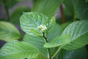 Hortensia  de mi patio /Aceytuno