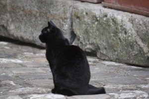 Gato y señor de este patio / Aceytuno