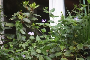 Vicapervinca en la ventana/ Aceytuno