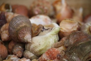 Carcolas marinas de la familia Buccinidae (Bulots en francés) 