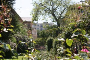 Le jardin de plants / Aceytuno