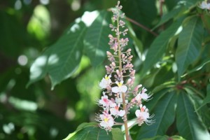 Inflorescencia abriéndose ayer / Aceytuno