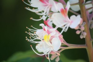 Cambio de color en la flor del castaño de Indias cuando ha sido libada / Aceytuno