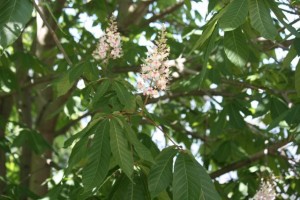 Inflorescencia del castaño de Indias.