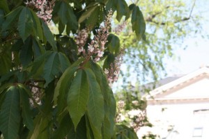 Castaño de Indias del Jardin de Plants / Aceytuno