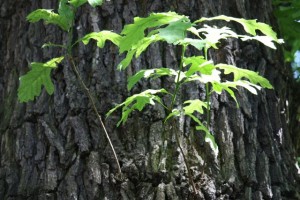 Brote de Quercus en tronco/ Aceytuno