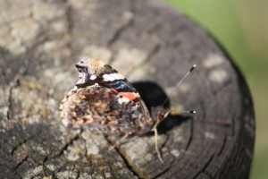 Mariposa vulcana con las alas cerradas /Aceytuno