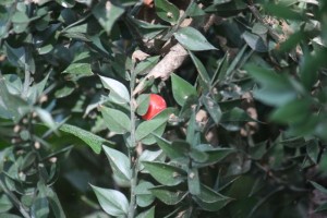 Ruscus aculeatus