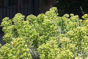 Euphorbias en el Jardin de Plants de París