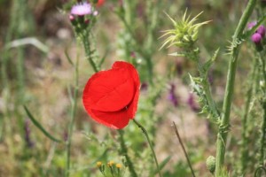 Amapola (Papaver rhoeas)  en Medina del Campo el 20-5-2015 /  Aceytuno