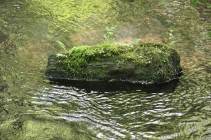 Piedra del río donde se suele posar, como en una isla, el mirlo acuático / Aceytuno