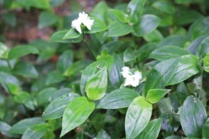 Especie similar a la Vinca pervinca pero blanca / Aceytuno