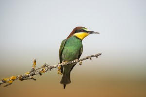 Abejarucos (Merops apiaster)/ Javier Valladares