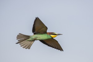 Abejaruco (Merops apiaster) / Javier Valladares