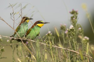 Abejarucos (Merops apiaster) / Javier Valladares