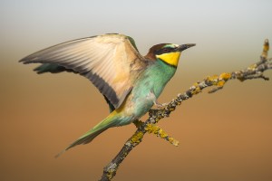 Abejaruco (Merops apiaster) / Javier Valladares