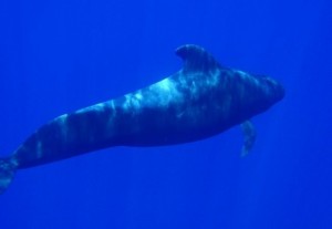 Ballena piloto / Cristóbal Richart