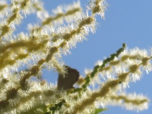 Flores castaño-2