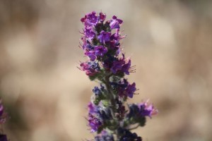 Inflorescencia de Echium sp. a cielo abierto / Mayo, 2015/ Aceytuno