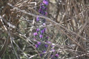 Inflorescencia abriéndose paso para alcanzar la luz del cielo abierto / Aceytuno