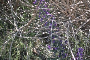 Inflorescencia abriéndose paso para alcanzar la luz del cielo / Aceytuno