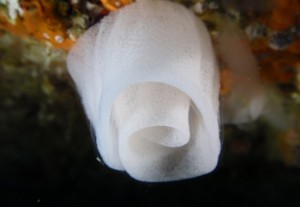 Puesta de nudibranquio : Aceytuno