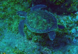 Tortuga verde en El Hierro : Cristóbal Richart