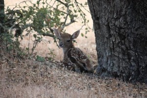 Gabato bajo la encina / Aceytuno