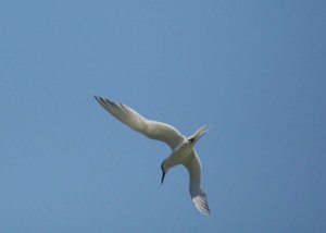 Las alas parecen brazos, muy largos, que dobla igual que una persona por los codos / Aceytuno