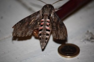 Esfinge de la correhuela (Agrius convolvuli) atraída por la luz nocturna del farol encendido en la entrada de mi casa en el campo. La moneda que tiene al lado, para apreciar su tamaño, es de un euro/ Aceytuno