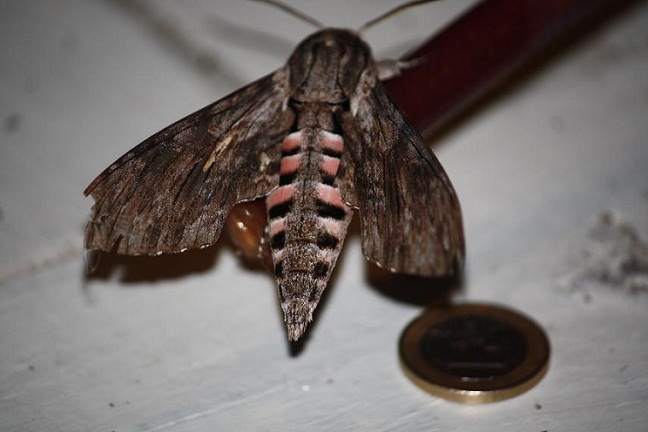 Mariposas en la cena