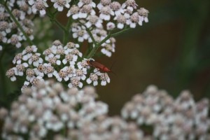 Siempre el mismo insecto sobre la misma flor. Las especies avanzan juntas. / Aceytuno