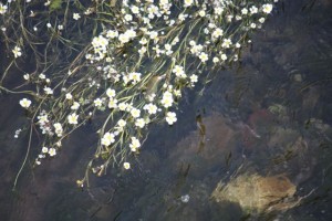 Ranúnculos acuáticos florecidos / Aceytuno