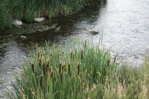 Espadañas del río / Aceytuno